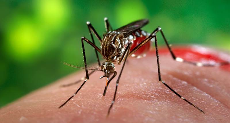 Istraživanje pokazalo: Virus Zika može razoriti mozak odraslih