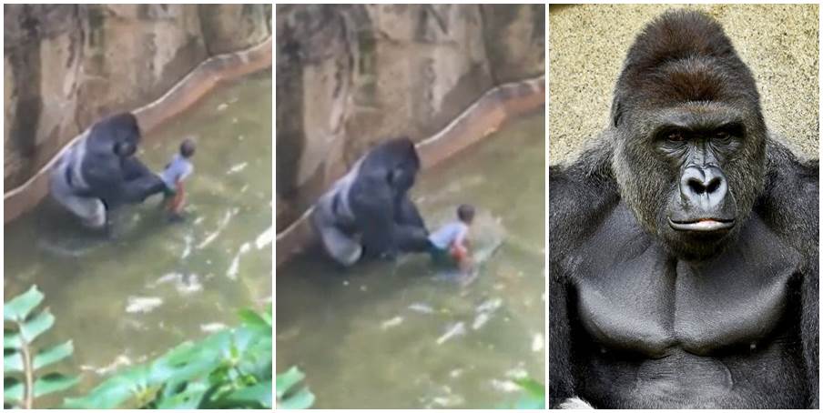 Zoološki vrt u Ohiju: Čuvari usmrtili gorilu u čiji je kavez upao dječak (FOTO/VIDEO)