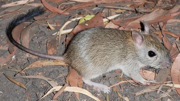 Australijski glodar prvi sisar koji više ne postoji zbog posljedica klimatskih promjena