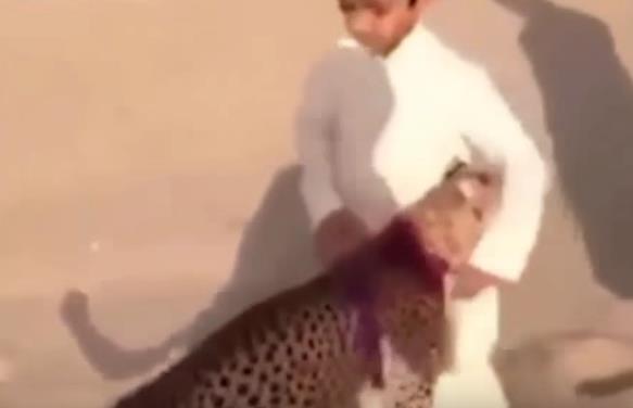 Dječak ima geparda za ljubimca (VIDEO)