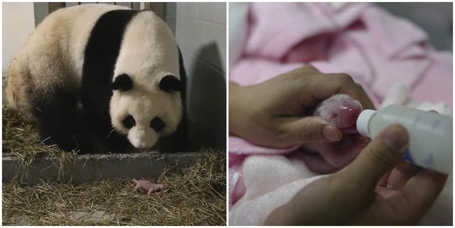 U zoološkom vrtu rođene pande blizanci (VIDEO)