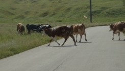 Prijetnja pištoljem zbog krava na putu