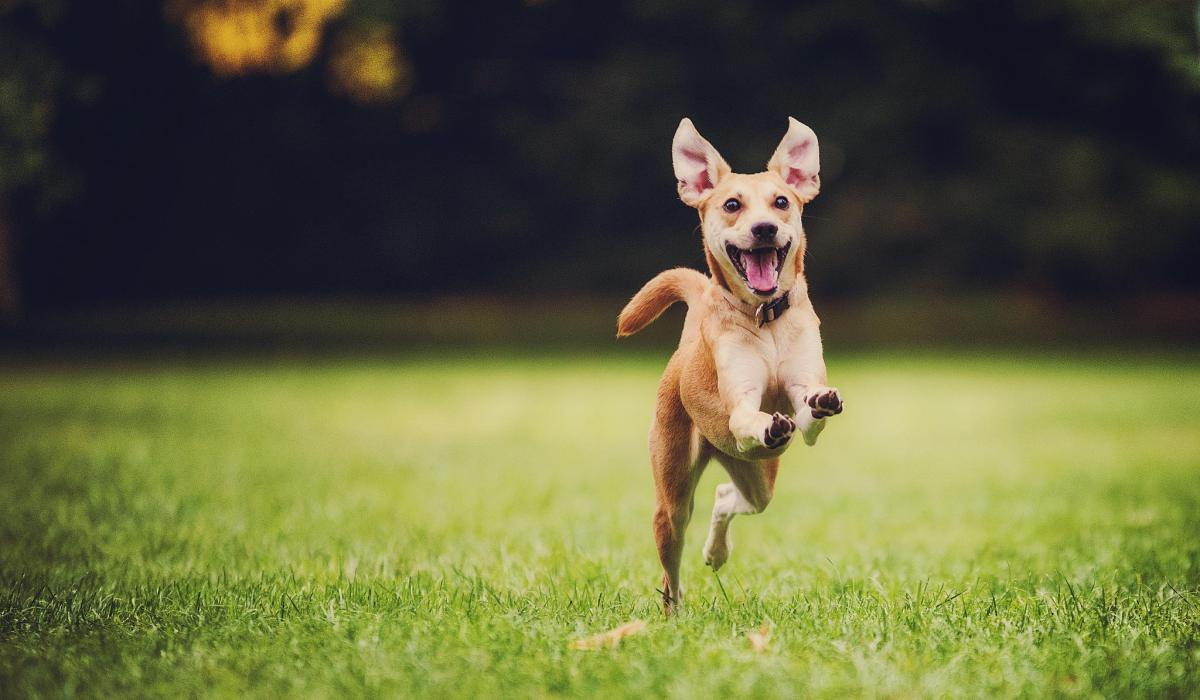 Nauka je odgonetnula ovu zagonetku: Zašto su psi toliko sretni kad nas vide?