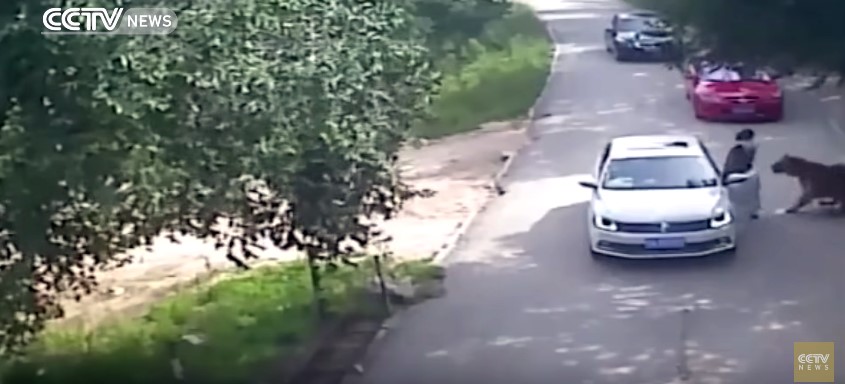 Tigar ubio turistkinju u Pekingu: Izašla iz automobila u ZOO-u, a nije smjela (VIDEO)