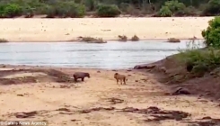 Pogledajte kako beba nilskog konja brani svoju mamu od krvoločnog lava (VIDEO)