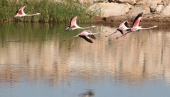 Jato flamingosa odmara na obalama jezera Beysehir (FOTO)