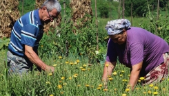 Lavanda i neven iz Srebrenice u prodaji širom Bosne i Hercegovine (FOTO)