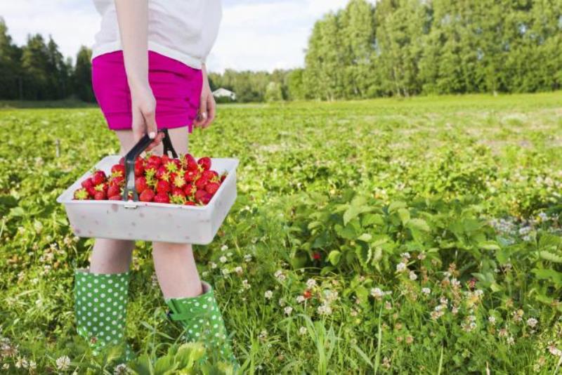 Sezonci u BiH bi mogli ostati "kratkih rukava": Ponuda poslova vrlo mala i u TK