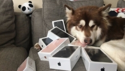 Bahati sin najbogatijeg Kineza kupio psu osam iPhonea