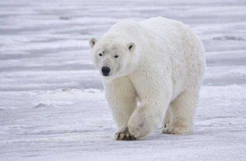Naučnike opkolili polarni medvjedi: Pomoć stiže tek za oko mjesec dana
