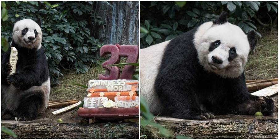 Uginula najstarija panda na svijetu