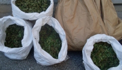 Policija oduzela 1,74 kg Cannabisa na području općine Srebrenik (FOTO)