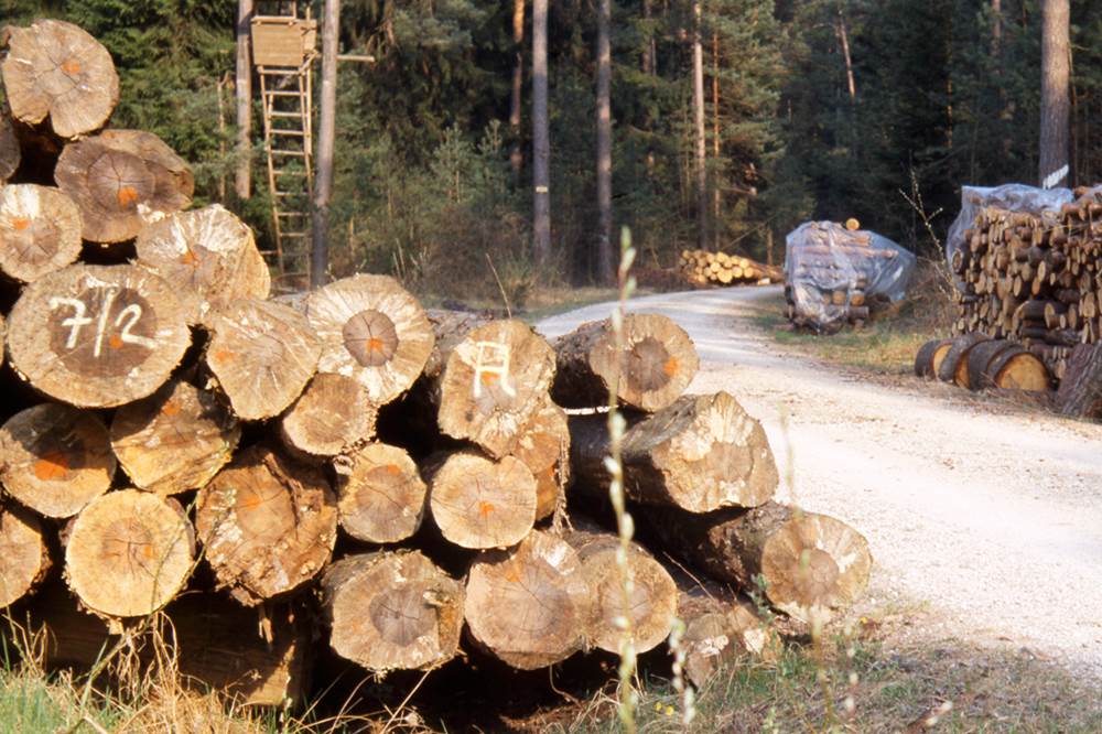 Nedostatak sirovine jedan od gorućih problema drvoprerađivača