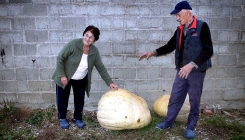 Svi žele sjemenke: Bračni par kod Gradiške uzgojio bundevu tešku 103 kilograma (FOTO)