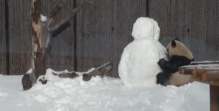 Ljuta panda uporna u eliminisanju Snješka Bjelića (VIDEO)