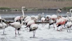 Crna Gora: Na desetine flamingosa ostalo pod ledom i uginulo