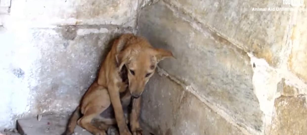 Očajni i povrijeđeni psić molio za pomoć u čošku jednog hrama (VIDEO)