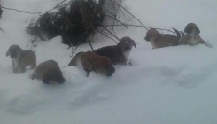 Pa kakvi ste vi to ljudi? - Izbacili šest nemoćnih štenaca napolje na snježnoj mećavi (FOTO)