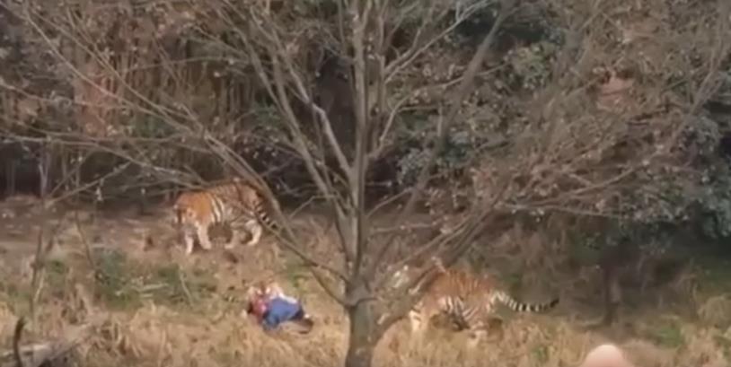 Zoološki vrt u Kini: Tigar u kavezu usmrtio mladića (VIDEO)