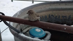 Snimak izazvao oduševljenje: Vrapčić se zaledio na metalnoj ogradi, a onda je uslijedilo spašavanje (VIDEO)