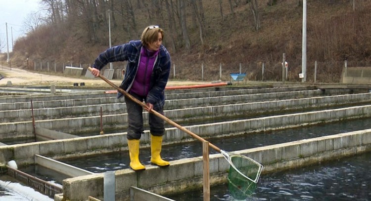 Vratila se iz SAD u BiH da uzgaja ribu: Ovdje se može lijepo živjeti