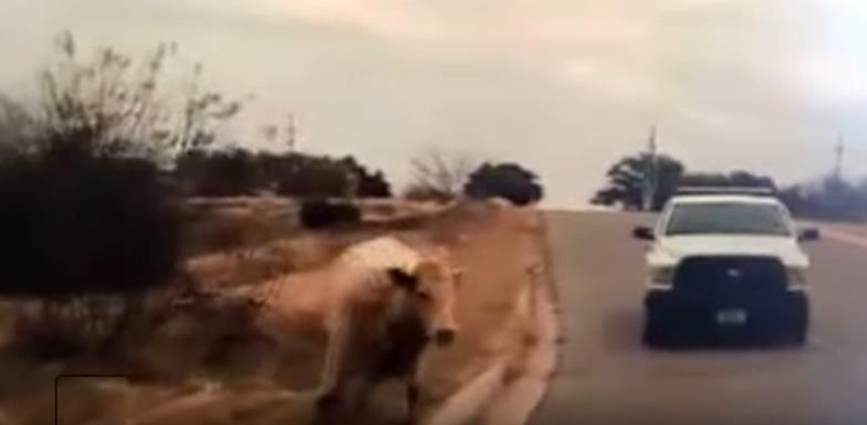 Luda utrka: Policajci satima jurili kravu kroz grad (VIDEO)