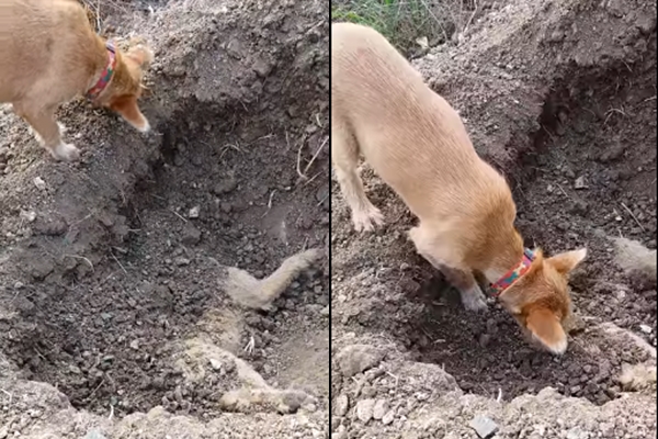 Video koji je rasplakao mnoge: Pas zakopao svog mrtvog brata (VIDEO)