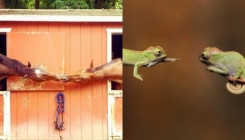 Pravi trenutak: Ovo su savršeno tempirane fotografije (FOTO)