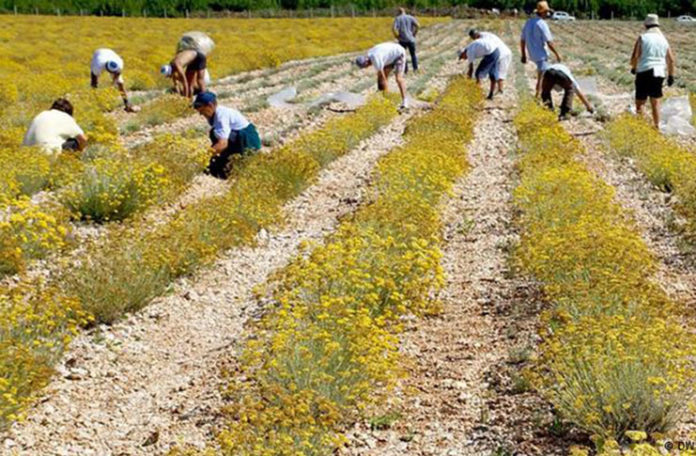 Motiv za destilaciju smilja: Najavljen otkup od malih plantažera, cijena 1000 € za kilogram ulja