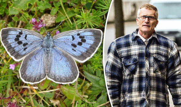 Osuđen zbog ubijanja rijetke vrste leptira