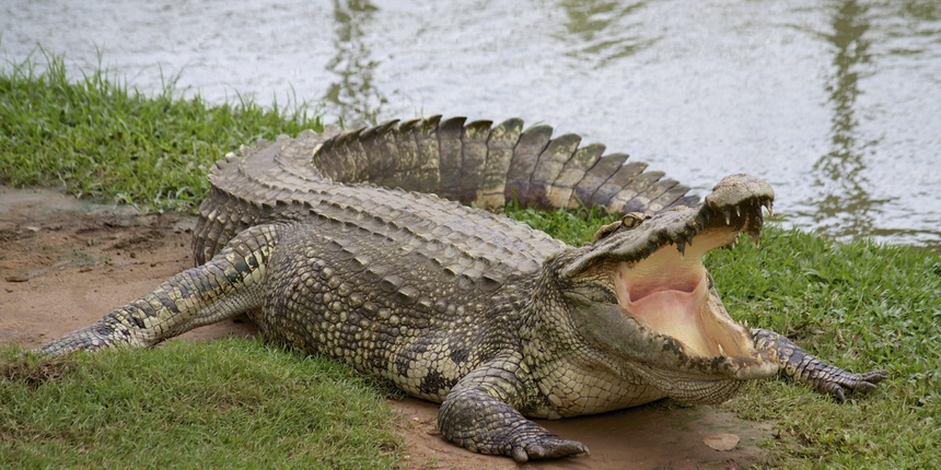 Ronioca u Australiji ugrizao krokodil: "Uspio sam otvoriti njegove čeljusti i izvući glavu"