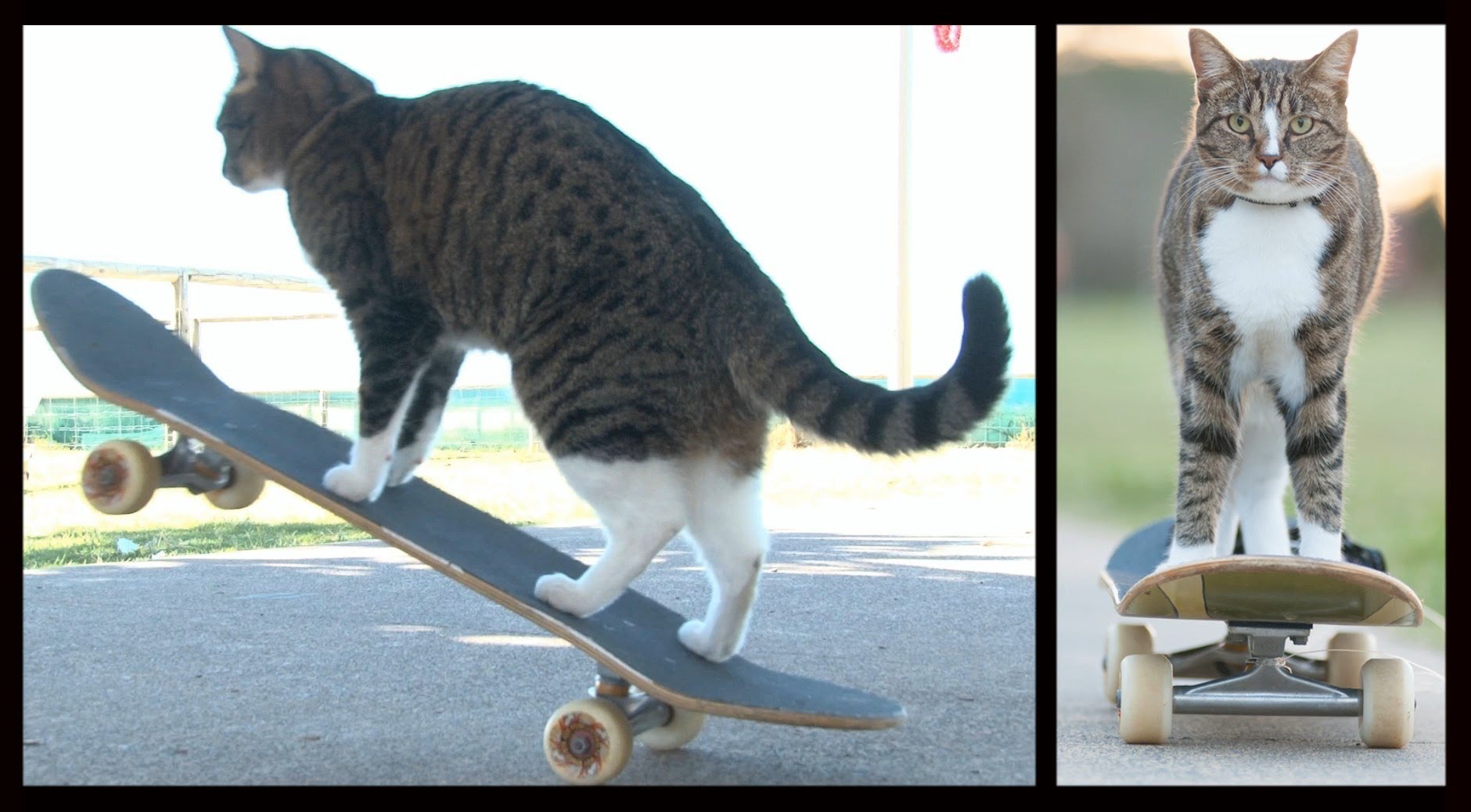 Talentovana mačka: Vozi skateboard, preskače pse i jede meso kengura (VIDEO)