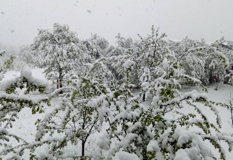 I dalje sumiranje štete: Mraz uništio jabuku, trešnju, krušku...