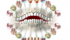 Svaki zub je povezan sa organom u vašem tijelu: Bol zuba predviđa problem sa organom