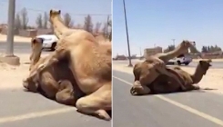 Kamile se prepustile strastima nasred autoceste pa prouzrokovale saobraćajni kolaps (VIDEO)