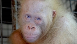 U Indoneziji pronađena ekstremno rijetka vrsta albino orangutana (VIDEO)