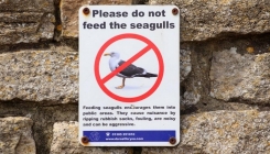 Velika Britanija: Zbog hranjenja galebova novčana kazna od 95 eura