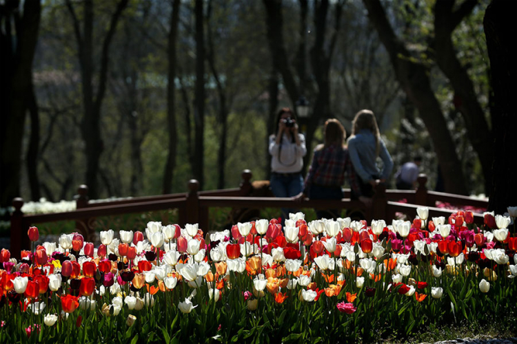 Ako uništite tulipan u Turskoj kazna 11.000 evra