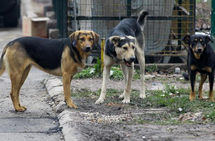 Evidentno prisustvo pasa lutalica u Tuzli: Učestali pozivi građana koji traže zaštitu