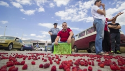 Zenički malinari u znak protesta prosuli maline po cesti