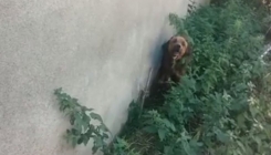 Pas sa odsječenom šapom sakrio se u dvorište, mještani ga pretukli (VIDEO)