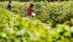 Maline su ponovo in: Otkupne cijene iznad 5,00 KM