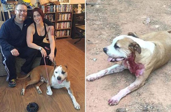 Pas lutalica spasio ženu koju je muškarac napao nožem