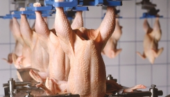 Istraživanje pokazalo: Evo zašto piletina iz supermarketa ima tamne mrlje na koži
