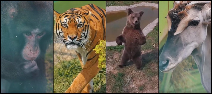 Tuzlanski.ba u posjeti carstvu životinja u ZOO vrtu Bingo (VIDEO)