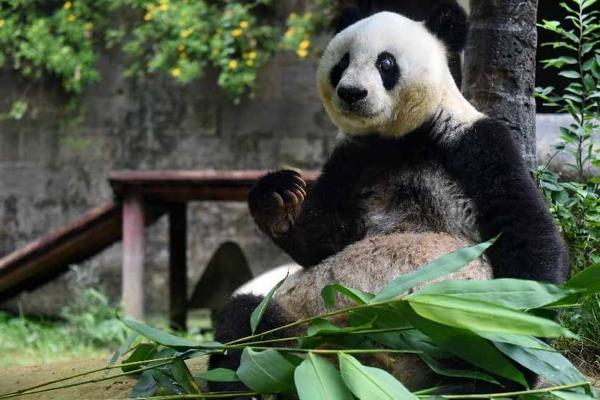 Umrla najstarija panda na svijetu