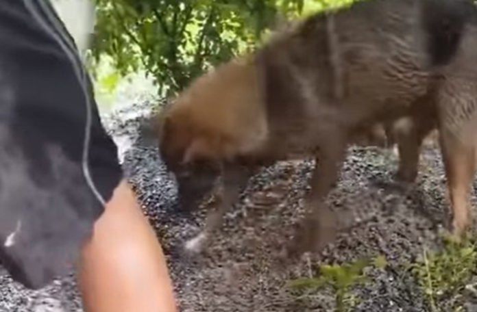 Dirljiv snimak kuje koja očajnički pokušava da spasi štene (VIDEO)