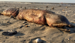 Misteriozno stvorenje na plaži nakon uragana (FOTO)