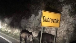 Divlja svinja lutala ulicama Dubrovnika