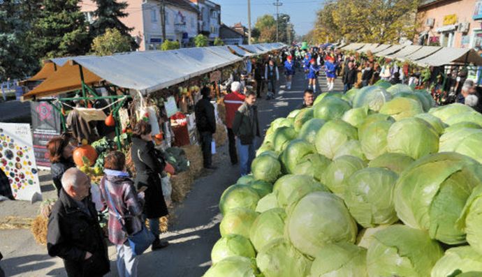 Neobično takmičenje u Srbiji: Takmiče se ko će uzgojiti veći kupus